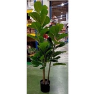 POKOK VIRAL /120CM FIDDLE LEAF FIG/FIDDLE FIG 120CM 3 Branch
