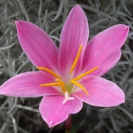 tanaman hidup hias lili lily lilies rain hujan merah muda pink