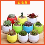 SUCCULENT POT / CACTUS PLASTIC FLOWER ROUND POT / COLOR SELECTION / Flower Pot / Cactus