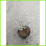 ♕ ◿ Variegated African Talisay Tree  Variety