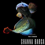 Ikan Predator Channa Barca