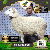 Kambing Qurban, Domba Garut&peranakan, 37 sd 41 kg