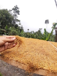 daun talas kering kualitas premium
