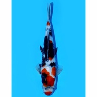 Showa Marudo Koi Farm 25Cm Ikan Koi Import Jepang Mayestikproject