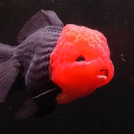 ikan koki oranda tancho