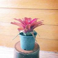 BROMELIAD LIVE PLANT WITH PLASTIC POT