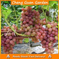 Anak Pokok Anggur Rumba Grape Import Dari Thailand Pokok Stabil