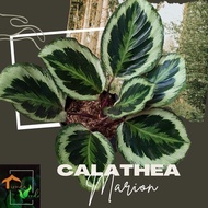 Calathea Marion Live Plants