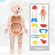 VINTA Human Body Model, Mannequin Anatomy Model Human Anatomy Model, Science Learning Body Puzzle Si