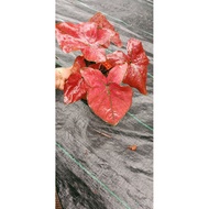 Keladi Thai hybrid/caladium red sun big