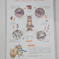 Life Cycle Cat Flea Advocate Elanco Educational Poster - Petshop Wall Decor Display