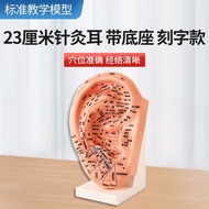 23cm Ear acupoint Model Ear acupoint Model Ear Model Ear acupoint Model Meridian Model 23cm ear acup