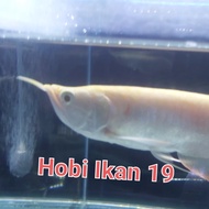 Ikan Arwana Silver Albino/Arwana Silver Albino/Indukan Mata Merah/