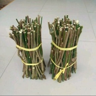 25 Bibit Stek Batang Daun Katu / Bibit Daun Katuk / Tanaman Daun Katuk