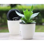 *2pcs* Self watering Pot (L Size) Hydroponic Pot sistem hidroponik M7