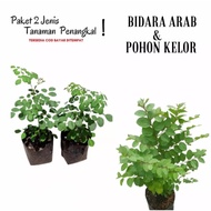Terlaris paket 2 tanaman Bidara arab dan pohon kelor/tanaman hidup/bunga hidup/bunga hidup yg lagi v