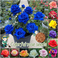 ปลูกง่าย เมล็ดสด100% เมล็ดพันธุ์ ดอกกุหลาบ บรรจุ 100 เมล็ด คละสี Colorful Rose Seeds เมล็ดดอกไม้ เมล็ดบอนสี ต้นไม้มงคล บอนสี ดอกไม้ปลูกสวยๆ บอนสีพันหายาก เมล็ดพันธุ์ดอกไม้ ไม้ประดับ พันธุ์ดอกไม้ ต้นบอนสี ดอกไม้ปลูก แต่งบ้านและสวน Flower Seeds for planting