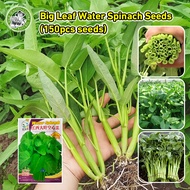 [Fast Germination/COD] High Yield Big Leaf Water Spinach Seed Kangkong Seeds for Planting (High Germ