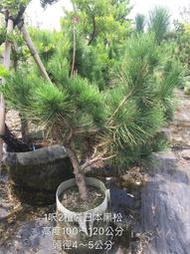 【盛宏園藝】三河黑松︱1呎2植袋黑松盆栽︱高度100~120公分(請自取)