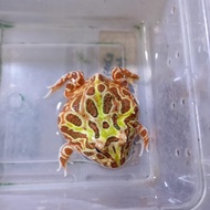 pacman frog brown / coklat 3-4 cm