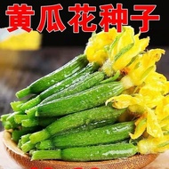 Ready Stock Quick Shipping Cucumber Flower Seed Cucumber Seed Farm Four Seasons Vegetable Seed Cucum