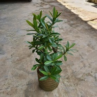 Ixora plant (s) kuching area meetup