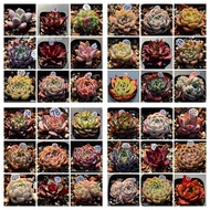 100 capsules  Mixed Succulent Seeds Lithops Rare Living Stones Plants Cactus Home Plant-x