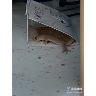 1 Lizard Glue Lizard Glue Lizard Glue Lizard Trap Glue Lizard Killer Glue Gecko Trap Insect Killer