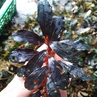 Bucephalandra Blue Angel