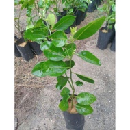 Anak pokok limau kasturi/nipis/purut (calamansi/lime/kaffir lime)