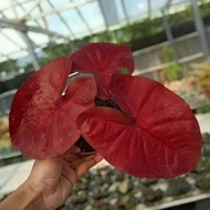 Tanaman hias caladium keladi red stone siap tanam