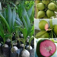 bibit kelapa hijau