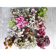 Plantderland - Begonia-non flower