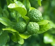 Jeruk purut 1kg