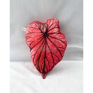 Bantal Sofa Motif Daun Caladium | Bantal Daun Keladi