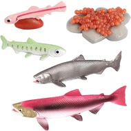 Momoplay Salmon Insects Animals Figurine Toys, Salmon Life Cycle Set, Toy Fish Salmon Toys for Kids,