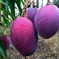 Anak Pokok Mangga Irwin Purple Hybrid