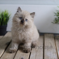 Kucing Himalaya, Persia Longhair Kitten