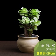 Plant Succulent Plant New Planted with Pot Old Pot Plant with Soil Indoor Greenery Small Pot Plant Bonsai
