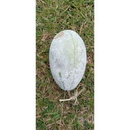 Benih buah kundur / wax gourd 20 pcs