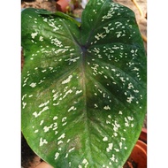 Caladium GreenDay, rare, Caladium Thai,cantik sangat