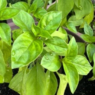 Pokok Siammese Queen Basil Hidup – Herba Wangi Masakan Thai – Live Thai Basil Plant
