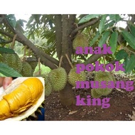 Anak Pokok Durian Musang King  Hybrid 100%