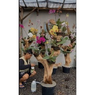 bonggol kayu kopi asli/media tempel anggrek/tinggi 135cm sudah pake pot coran redii/siap kirim .