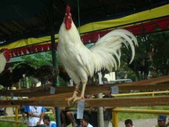 TELER AYAM HIAS KETAWA GRETEK UNTUK DI TETASKAN