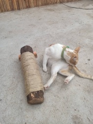 EUCAZA ที่ลับเล็บแมว ที่ฝนเล็บแมว เสาฝนเล็บแมว ของเล่นแมว คอนโดแมว แข็งแรง ทำจากไม้จริง พร้อมส่ง