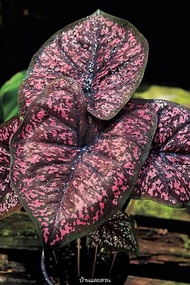 บอนสีพระยามนต์(ชิ้นผ่าหัว) #Caladium (คาลาเดียม)