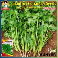 High Yield Heat Tolerant Coriander Seeds for Planting Vegetables (300 Seed) Biji Benih Daun Ketumbar