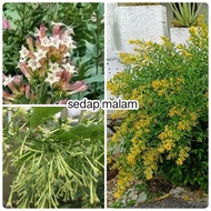 Pokok bunga wangi sedap malam putih dan kuning (night blooming jasmine)