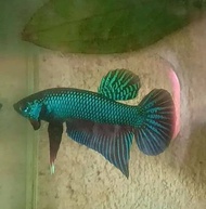 ปลากัด  Fish betta ปลากัด บ่อ10 เลือกขนาดได้ เล็ก กลาง ใหญ่